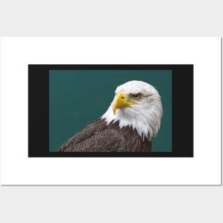 Bald Eagle Posters and Art